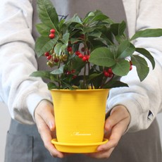 MORIANN 彩色塑膠花盆 12入+花盆支架 12入, 黃色