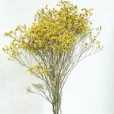 GAPANG 星辰花乾燥花 DRYB215, 07號 黃色
