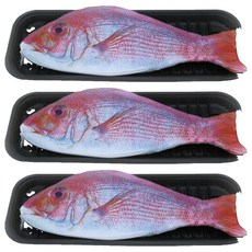 Simplizi 魚形鉛筆盒, 紅色, 3個