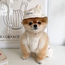 Bonjour toutou 狗狗 Hi bear 帽子, 奶油色, 1個