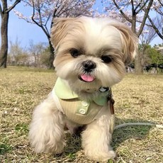 딩동펫 반려동물 솜사탕 골지 카라 티셔츠, 옐로우, 1개