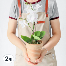 모리앤 만천홍 호접란 마블화분, 퓨어화이트, 2개