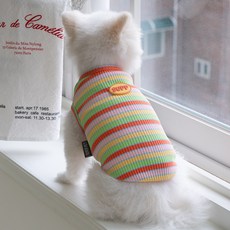 DOG-i 狗狗彩虹T恤, 1個, 珊瑚檸檬