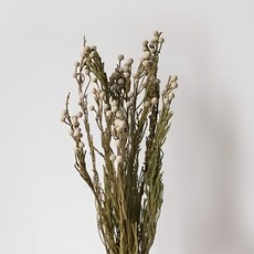 GAPANG 星辰花乾燥花 DRYB120, 04號 灰色