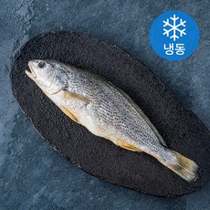 양포어장 국내산 손질 반건조 수조기 (냉동), 400g, 1개