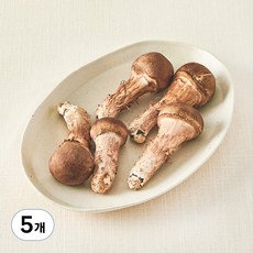 국내산 친환경 참송이버섯, 100g, 5개