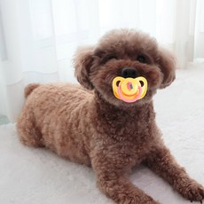 DING DONG PET 狗狗嬰兒奶嘴固齒器, 1個, 黃色