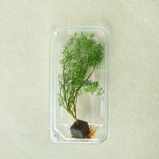 뿌리가 생생한 친환경 딜, 1개, 10g