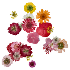 A-ONE 匯旺 真花壓花 大花包-波波里花園 CC04, 3入, 1個