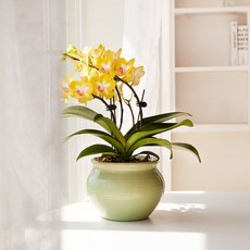 그리니움 생화 서양난 금성 + 화한리본 + 메세지카드 세트, 혼합색상, 1세트