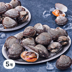 산지직송 부산 13번 중매인 피꼬막 (냉장), 1.5kg, 5개