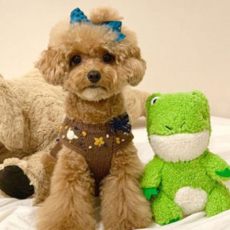 지피포우즈 강아지 장난감 깐족구리 13 x 12 x 19 cm, 혼합색상, 1개