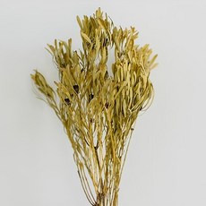 GAPANG 黑種草乾燥花 DRYB185, 黃色(01號)