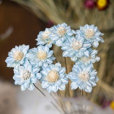 GAPANG 菊花乾燥花 DRYB210, 06號(藍色)