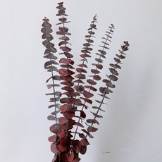 GAPANG 乾燥花, 棕色