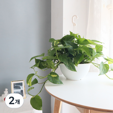 모리앤 스킨답서스 생화 공기정화 행잉식물 중형, 혼합색상, 2개