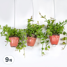 갑조네 미니화분 디시디아, 그린, 9개