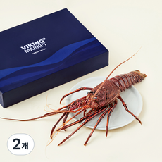 스파이니 랍스타 선물세트 (냉장), 1.4kg 내외, 2개, 냉장보관