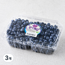 GAP 인증 상큼애 블루베리 중, 500g, 3개
