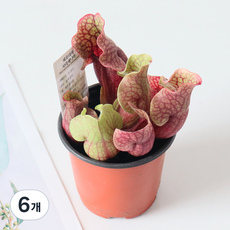 모리앤 벌레잡이 식물대식가 퍼포리아 포트식물, 혼합색상, 6개