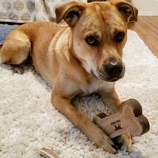 TallTails 狗狗骨頭造型啃咬玩具 15.2cm, 混色, 1個