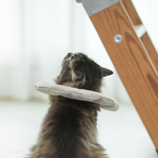 SPACECAT COMMAND CENTER 寵物防水頸圈, 單色, 1個