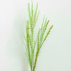GAPANG 尤加利乾燥花 DRYB203, 04號 綠色