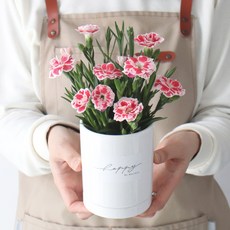 모리앤 감사합니다 카네이션 화분, 핑크, 1세트