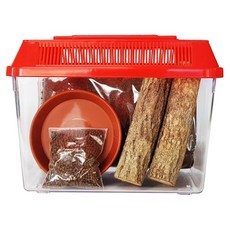 벅스킹덤 도둑게 초급자 사육세트 곤충용품, 레드, 1세트