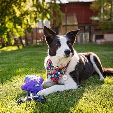 WO小狗嗶嗶繩結玩具 15.2cm, 章魚, 1個