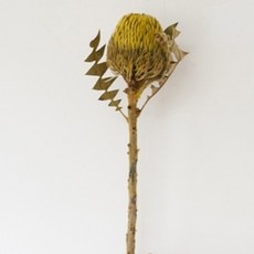 GAPANG 乾燥花 人造花 11號, 黃色