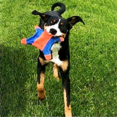 척잇 물에뜨는 날으는 다람쥐 야광 강아지 장난감 L, 혼합색상, 1개