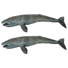 Bandi Toy 柔軟動物灰鯨公仔, 2個