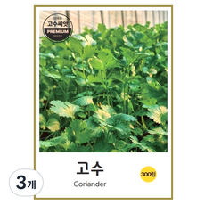 고수씨앗 300립, 3개