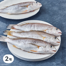 서귀포수협 제주 생물 손질 백조기 (냉장), 2개, 700g(중, 4마리)