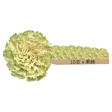 康乃馨 花, 果綠, 10支