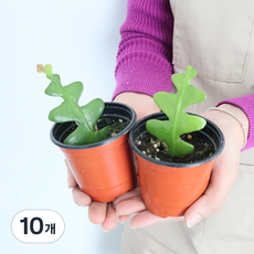 모리앤 피쉬본 공기정화 포트식물, 혼합색상, 10개