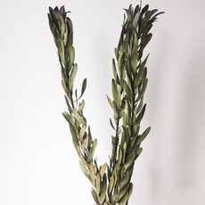 GAPANG 乾燥花 尤加利 02號 DRYB124, 綠色