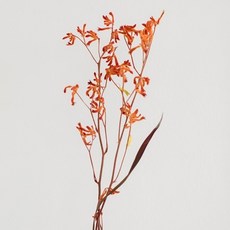 GAPANG 迷霧藍乾燥花 DRYB134, 01號(橘色)