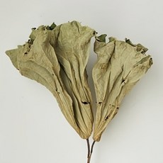 GAPANG 乾燥花 DRYB244 02號, 綠色