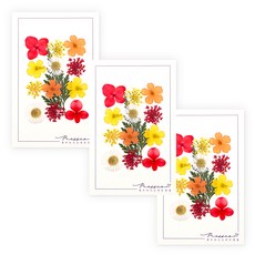 Fresco21 押花綜合包, 3個, K123