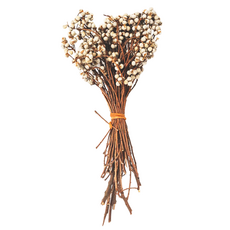 小白果 100g 短桿, 白色