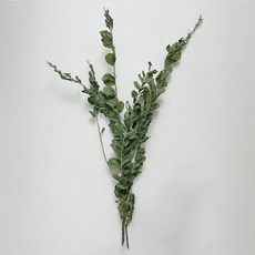 GAPANG 尤加利乾燥花 DRYB174, 01號(綠色)