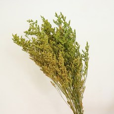 COCODOR 珂珂朵爾 霧藍乾燥花一束, 黃色