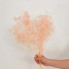 COCODOR 珂珂朵爾 星霧花乾燥花 花朵, 淺粉色