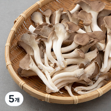 무농약 인증 친환경 고기느타리, 300g, 5개