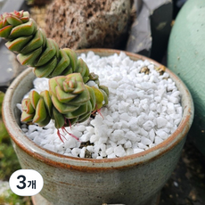 백색 마사토 자갈 대립 3L, 3개, 1.5kg