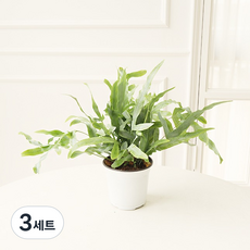 모리앤 블루스타 고사리 식물 + 포트 세트, 랜덤발송(포트), 3세트