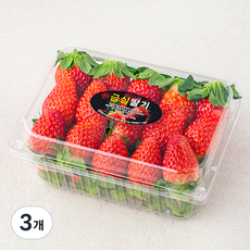산지직송 예담 진주 금실딸기, 500g(상), 3개