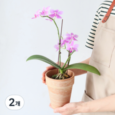 모리앤 만천홍 호접란 마블화분, 퍼플핑크, 2개